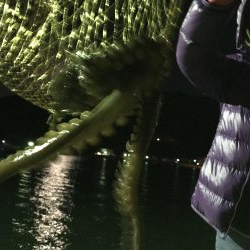 タコ２連ちゃん