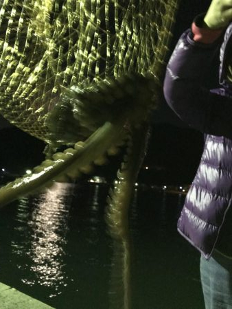 タコ２連ちゃん