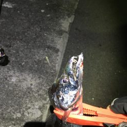 まだまだ行きます！