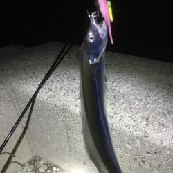 湾奥タチウオ来たよ