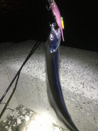 湾奥タチウオ来たよ