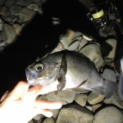 泉南アジ、メバル