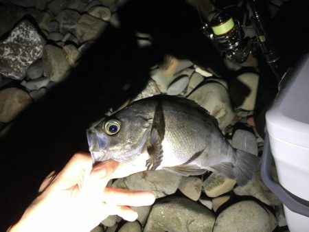 泉南アジ、メバル