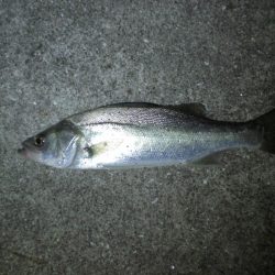 家族で釣り・穴子他大漁