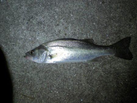 家族で釣り・穴子他大漁