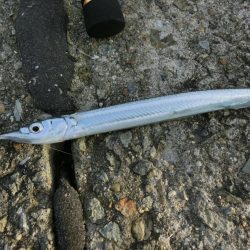 カワハギが撃沈でサヨリは絶好調