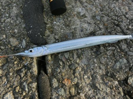 カワハギが撃沈でサヨリは絶好調