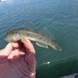 強風の中でハゼ釣り