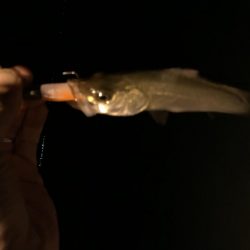 チビッコばかり