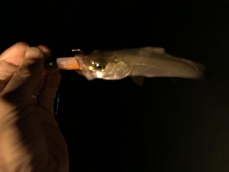 チビッコばかり