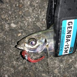 癒しのアジング