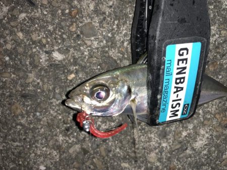 癒しのアジング