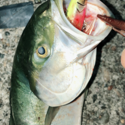 夕まずめブルー