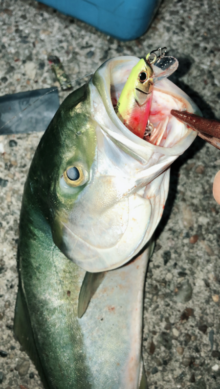 夕まずめブルー