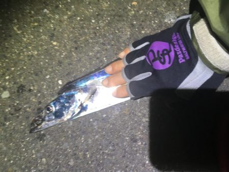 ワインド楽しい