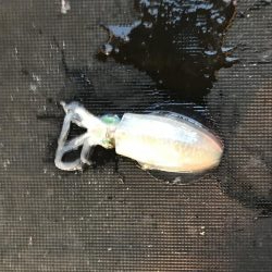 デカ青物求めて！