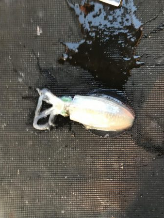 デカ青物求めて！