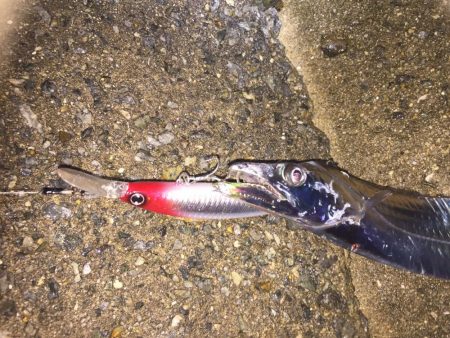 久々のタッチー！