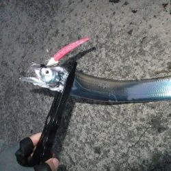 タチウオは好調