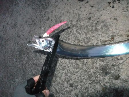 タチウオは好調