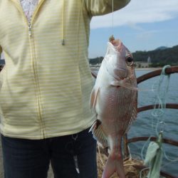 根魚五目にアジ 楽しい