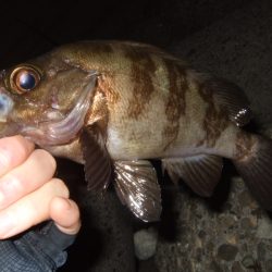 五目ライトゲームで尺アジ降臨