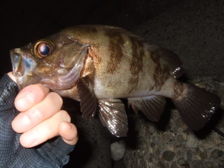 五目ライトゲームで尺アジ降臨