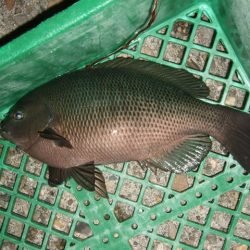 ライトゲーム釣行