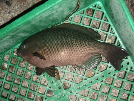 ライトゲーム釣行