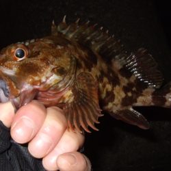 秋ロックシーズン