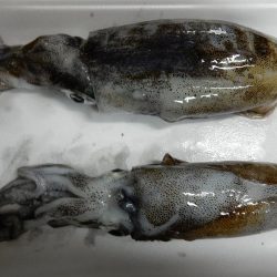 秋イカ始めました