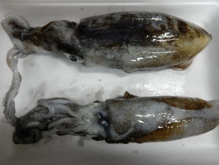 秋イカ始めました