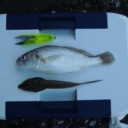 キス釣りが五目釣りに