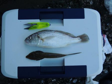 キス釣りが五目釣りに