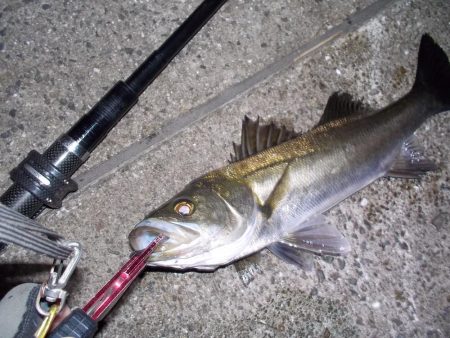 西宮浜　スケートボードパーク前　マルチ