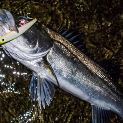 甲子園浜　サヨリパターン　マルチ