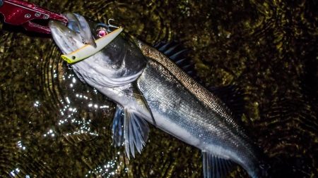 甲子園浜　サヨリパターン　マルチ