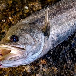 甲子園浜　鳥山　入食い