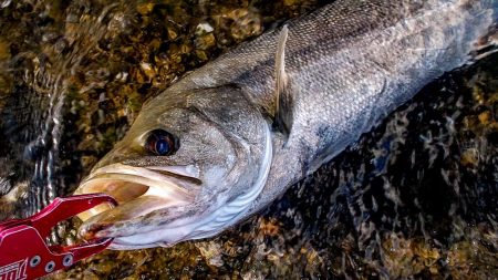 甲子園浜　鳥山　入食い