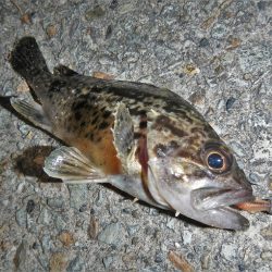 港でグググッと