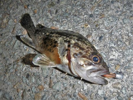 港でグググッと