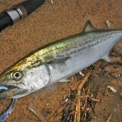 シーバス狙いが