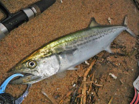 シーバス狙いが