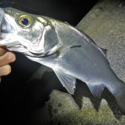 今夜もチーバス