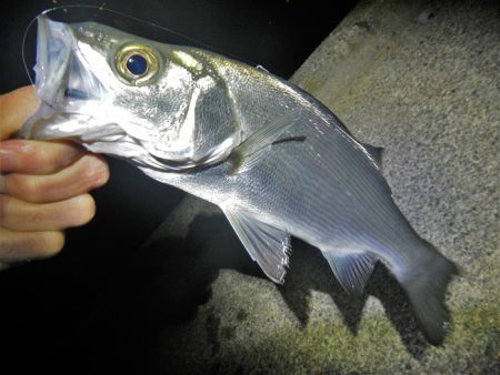 今夜もチーバス