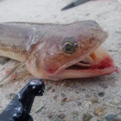 ショアジギング7