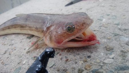 ショアジギング7