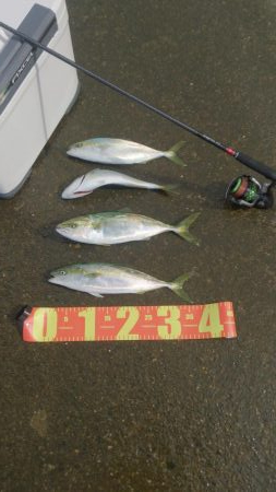 エギングロッドでナブラ打ち