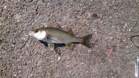 ライトショアジギング