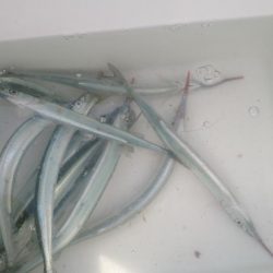 お久しぶりのサヨリちゃん